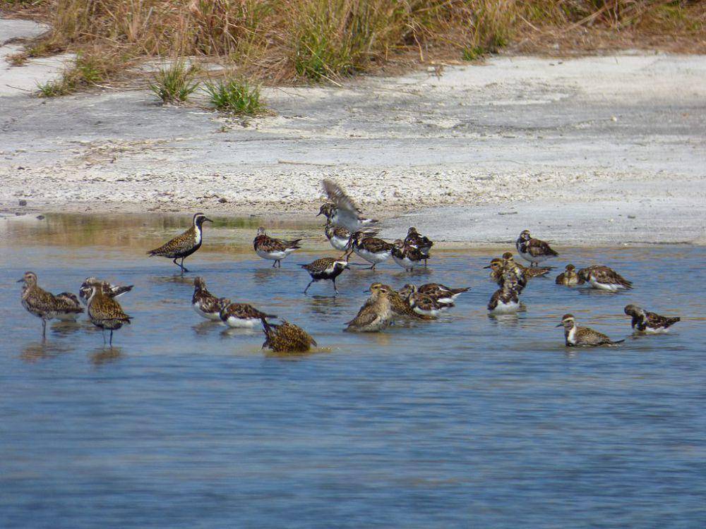 pacific golden plover (commons.wikimedia.org/Forest and Kim Starr)