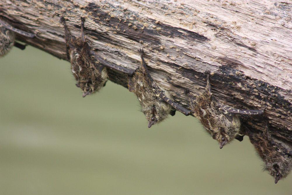 5 Fakta Unik Proboscis Bat, Makanan Utamanya adalah Serangga!