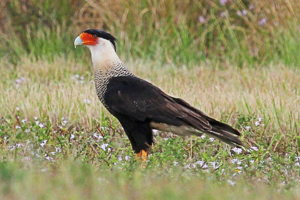 Crested caracara sangat suka berjalan di tanah (commons.wikimedia.org/Judy Gallagher)