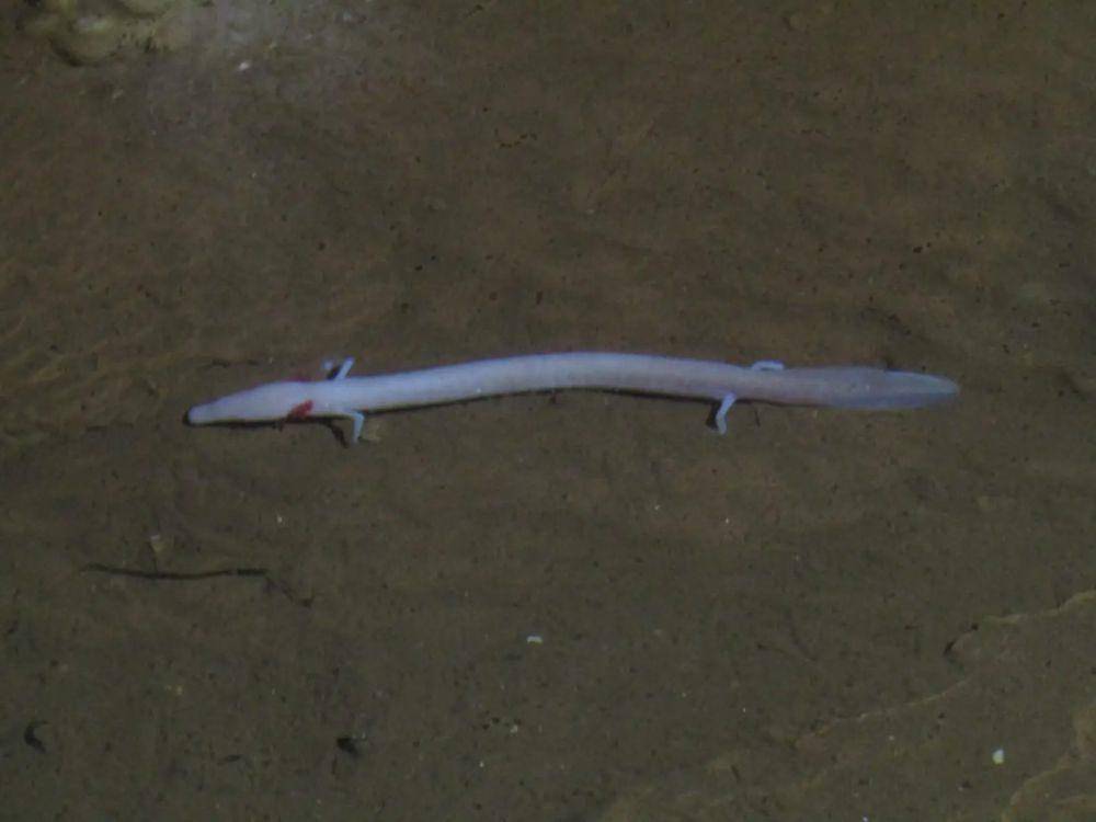 Olm (animalia.bio)