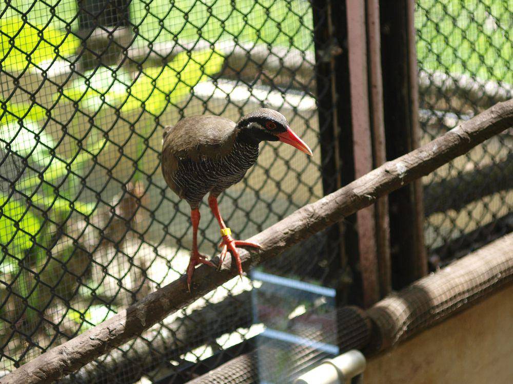 Okinawa rail simbol konservasi di Okinawa, Jepang (commons.wikimedia.org/Daiju Azuma)