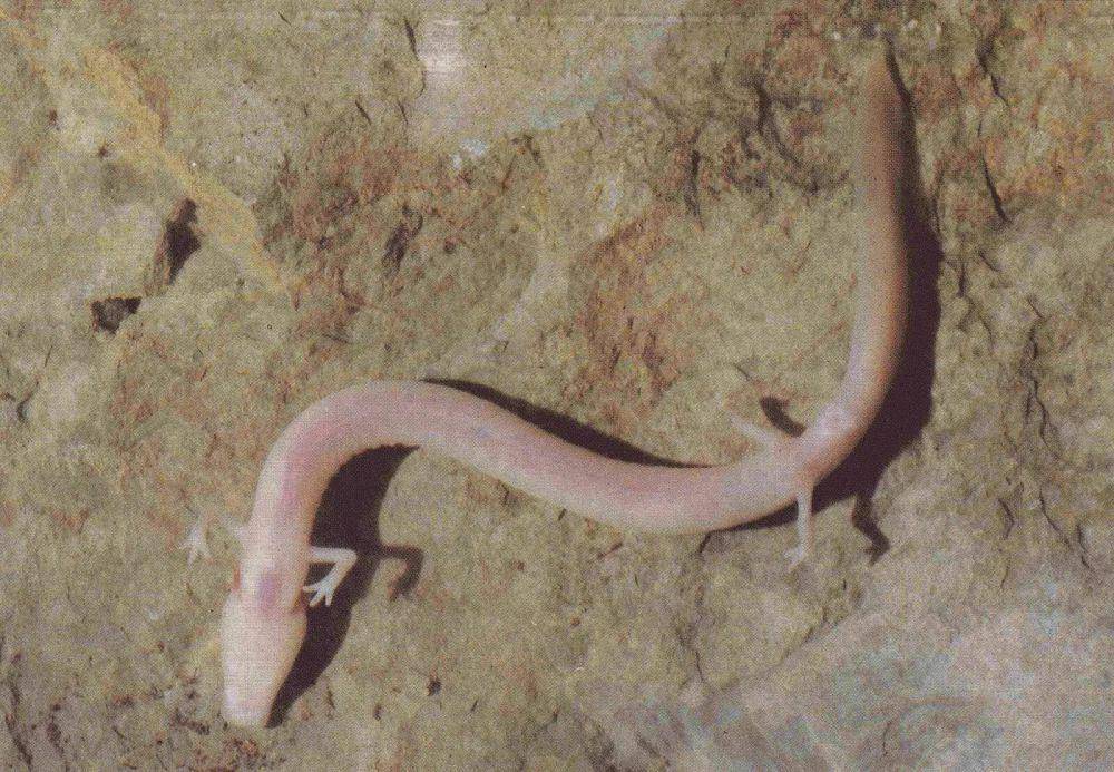 Olm (animalia.bio)