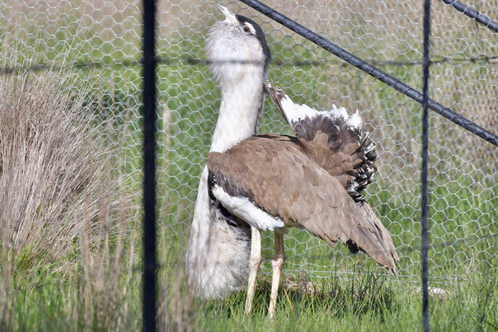 5 Fakta Australian Bustard, Jantan Punya Lokasi Pameran saat Kawin