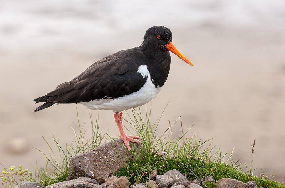 oystercatcher (commons.wikimedia.org/Richard Bartz)