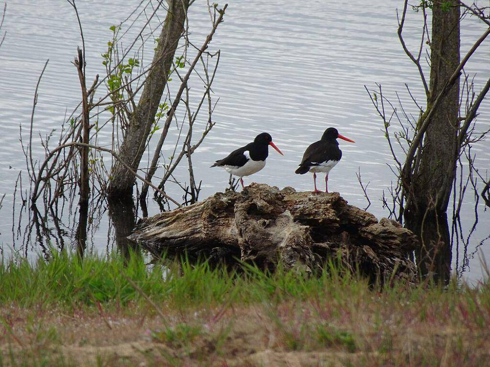 oystercatcher (commons.wikimedia.org/Pieter Delicaat)