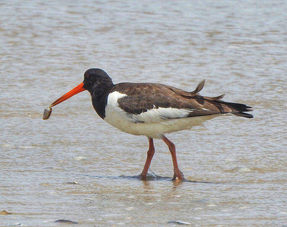 oystercatcher (commons.wikimedia.org/Afsarnayakkan)