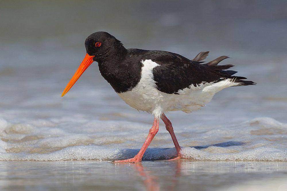 oystercatcher (commons.wikimedia.org/Andreas Trepte)