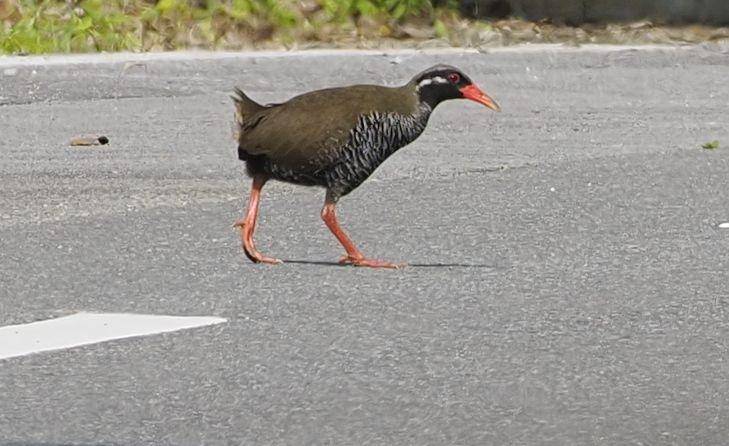 Burung okinawa rail aktif di siang hari (inaturalist.org/geeseinflight)
