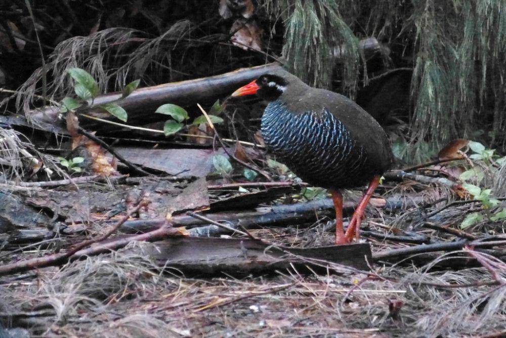 Burung okinawa rail adalah endemik Okinawa (inaturalist.org/benoit_segerer)