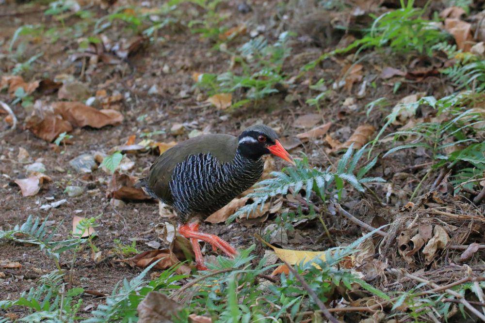 Okinawa rail pemakan serangga dan tumbuhan (inaturalist.org/ymmus)