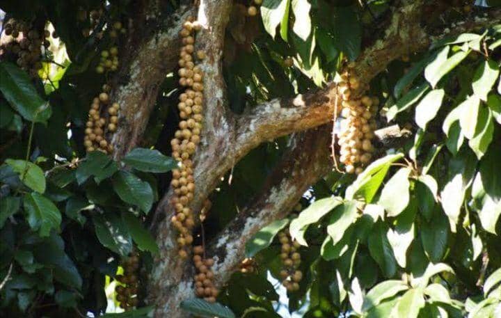 5 Fakta Mengagumkan Rambai, Tanaman Tropis yang Kaya Manfaat | IDN Times