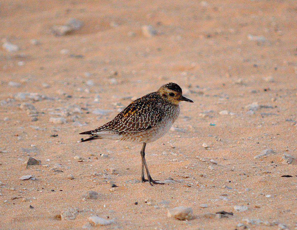pacific golden plover (commons.wikimedia.org/Daniel Ramirez)