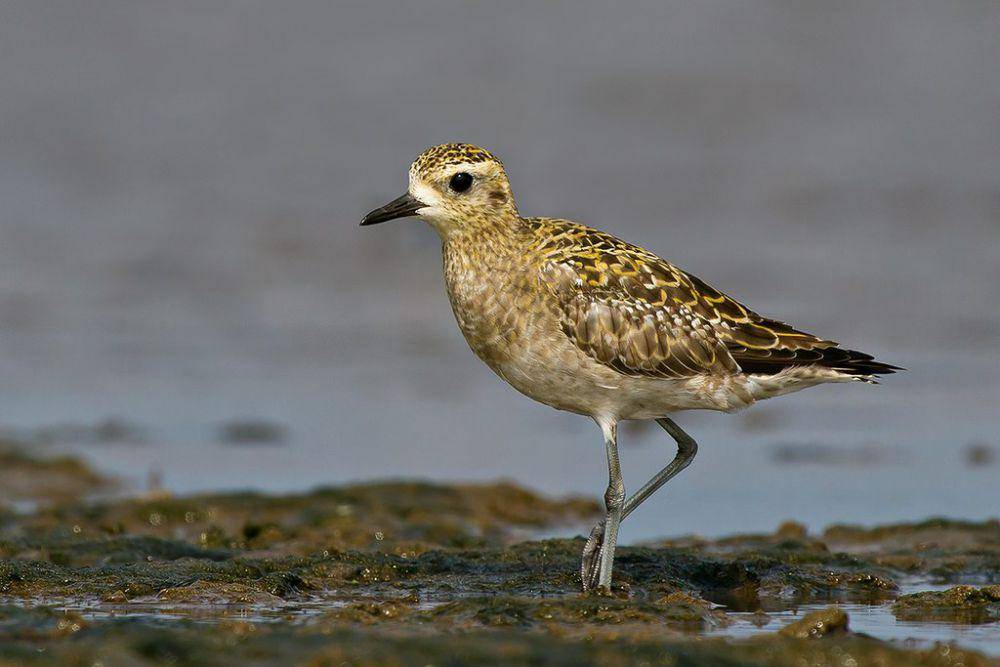 pacific golden plover (commons.wikimedia.org/Patrick_K59)