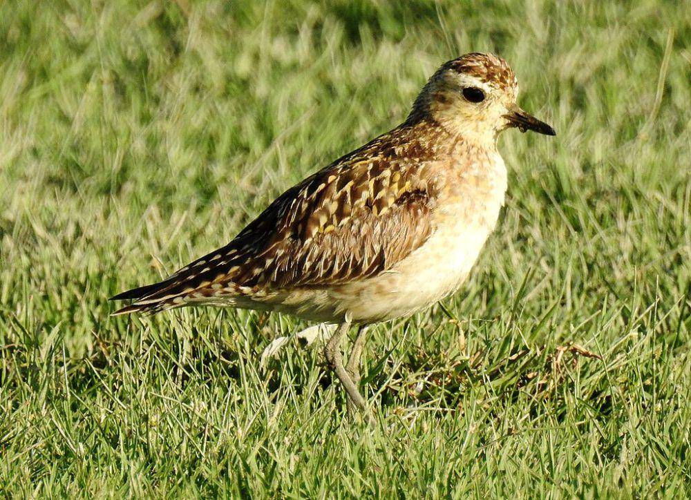 pacific golden plover (commons.wikimedia.org/Dr. Raju Kasambe)