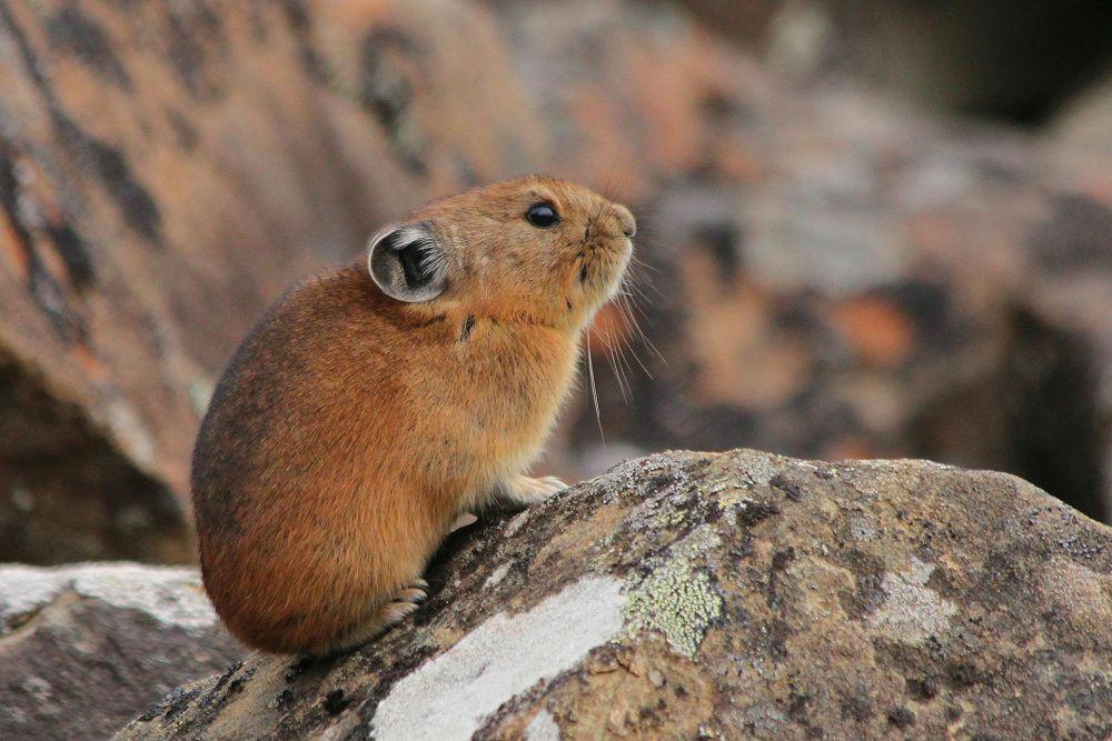 8 Fakta American Pika, Mamalia Kecil Tangguh Penghuni Pegunungan
