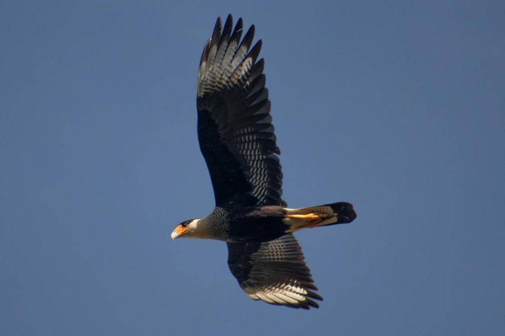 Crested caracara berumur panjang (pexels.com/Carlos Eduardo Gertrudes)