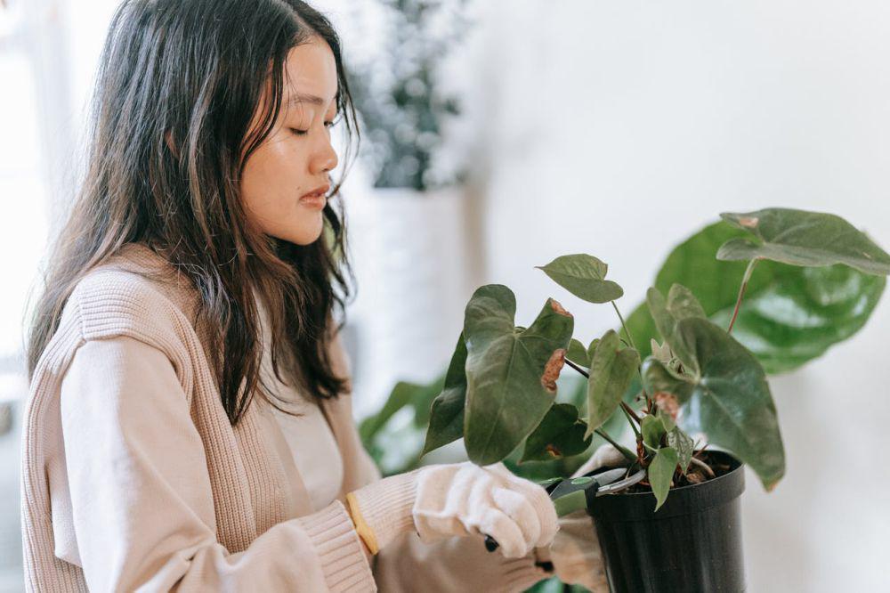 5 Tips Mudah Pangkas Daun Tanaman,  Jadi Tumbuh Lebih Rimbun!