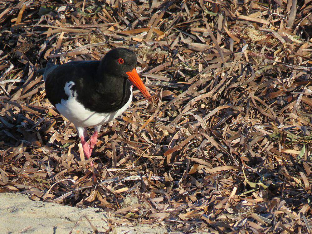 oystercatcher (commons.wikimedia.org/Calistemon)