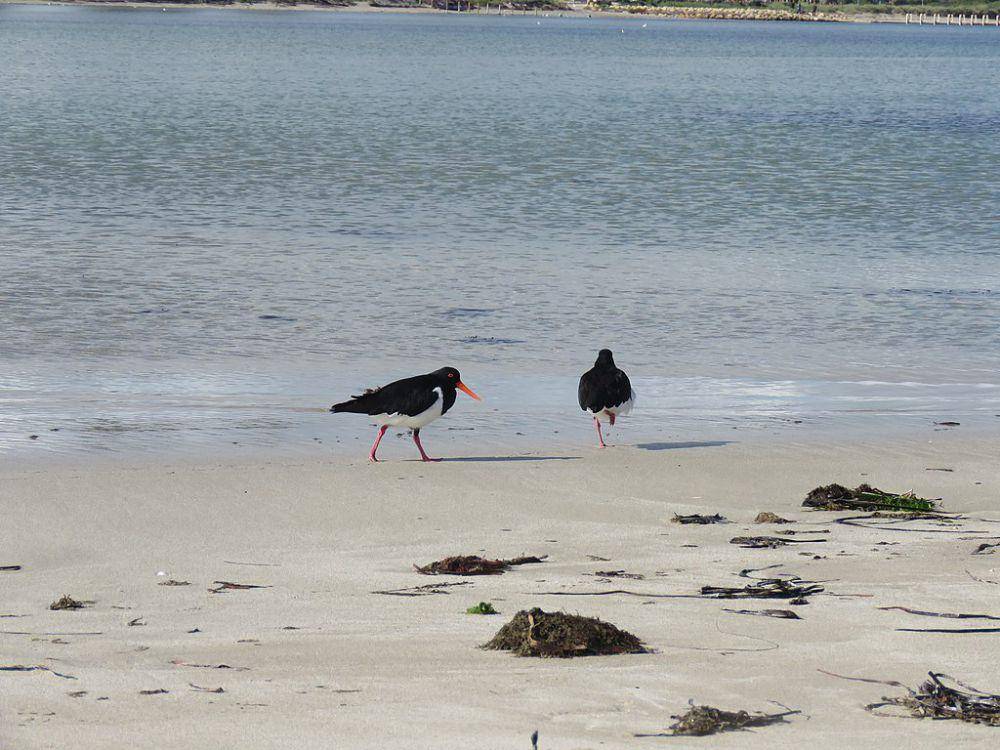 oystercatcher (commons.wikimedia.org/Calistemon)