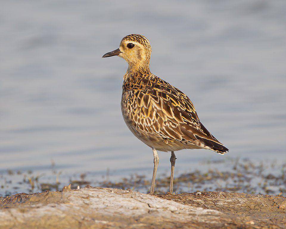 pacific golden plover (commons.wikimedia.org/JJ Harrison)