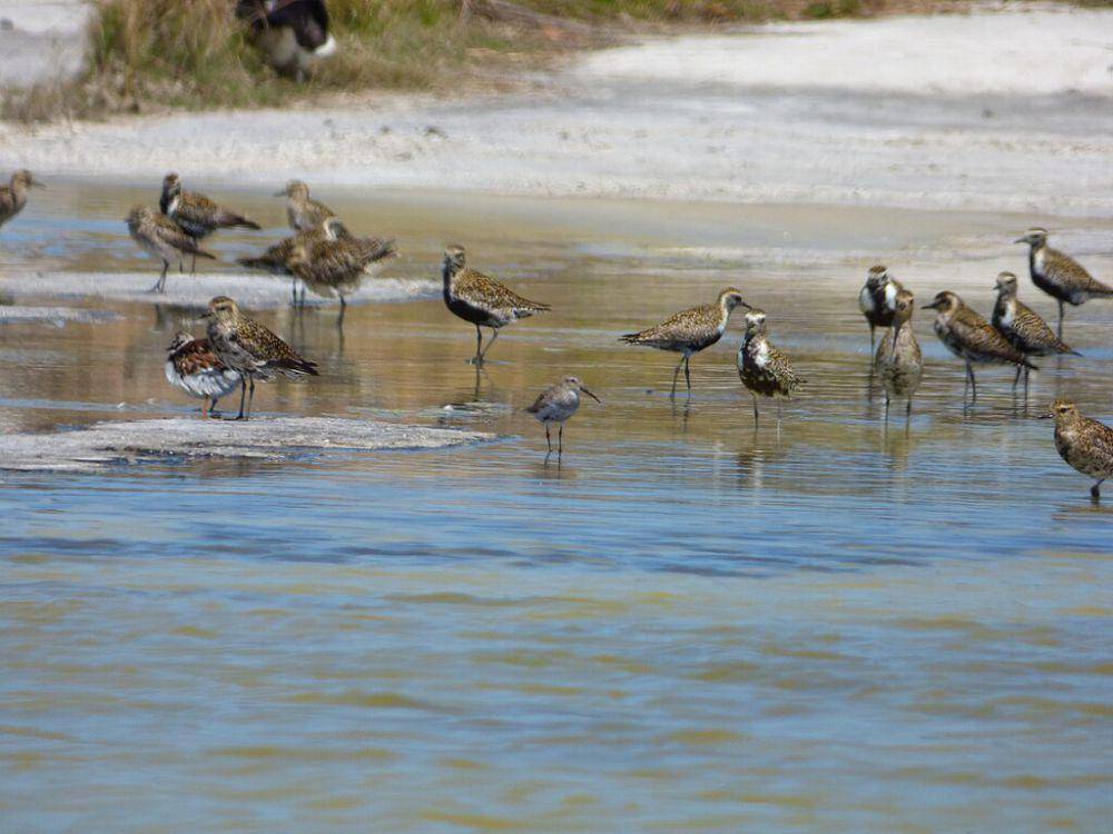 pacific golden plover (commons.wikimedia.org/Forest and Kim Starr)