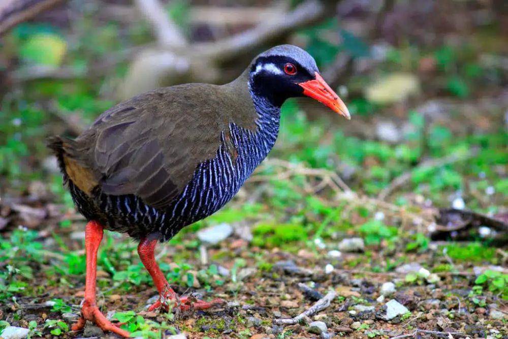 Okinawa rail burung darat dengan sayap pendek (earth.org)