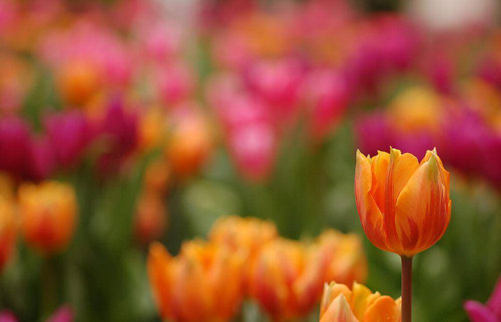 ilustrasi bunga tulip berwarna jingga dan merah muda (wikimedia.org/Derek Ramsey)
