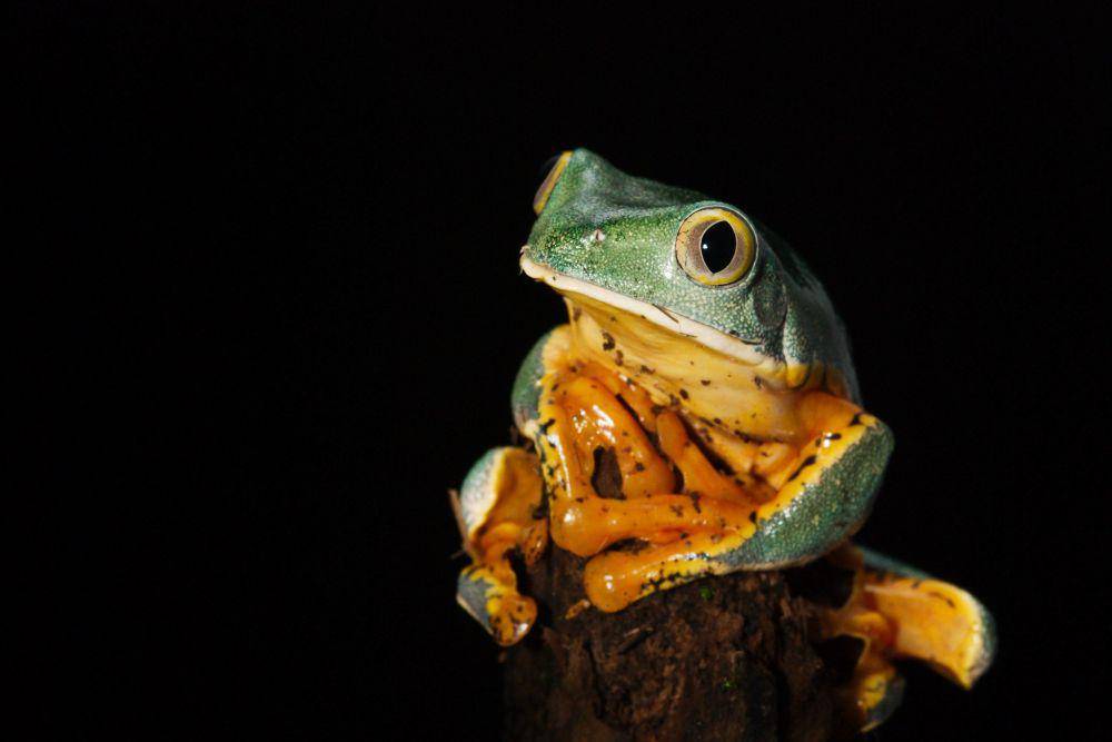 ilustrasi katak pohon splendid (flickr.com/Lucy Bridges)