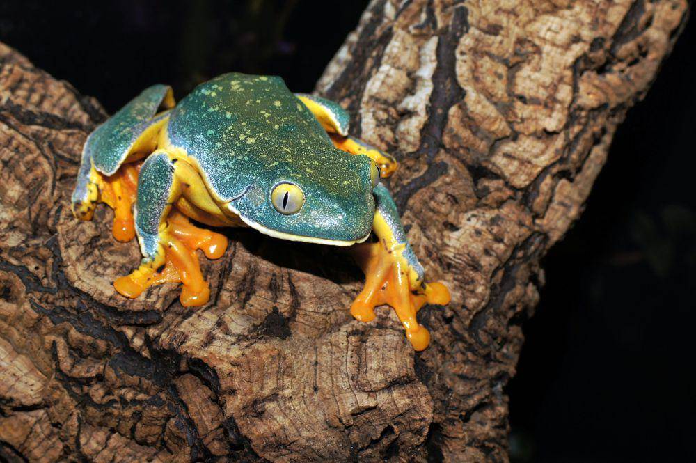 ilustrasi katak pohon splendid (flickr.com/Loïc Denès)
