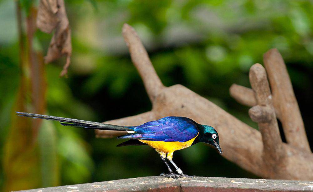 Royal starling (commons.m.wikimedia.org/Hari K Patibanda)