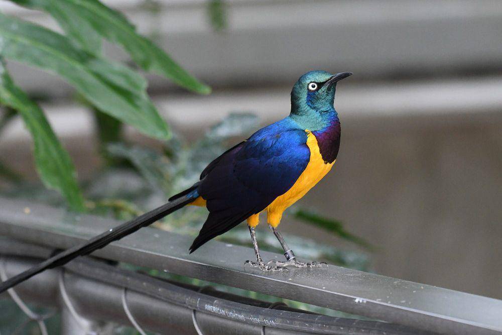Royal starling (commons.m.wikimedia.org/Iwolfartist)