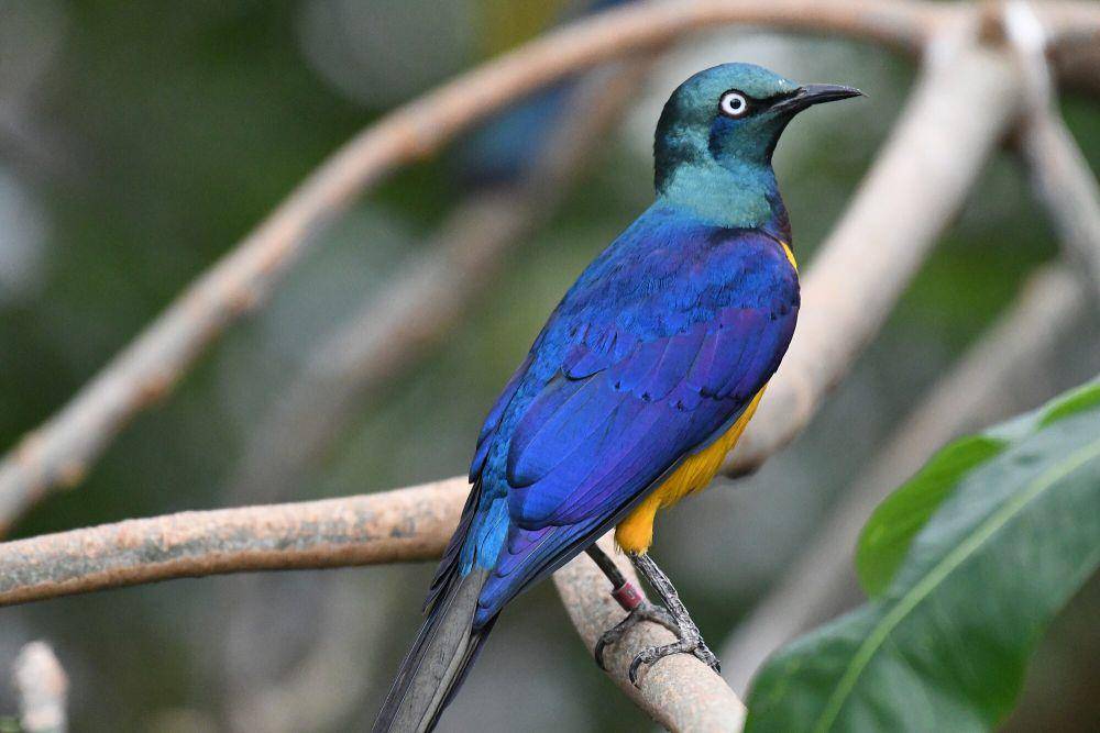 Royal starling (commons.m.wikimedia.org/Iwolfartist)