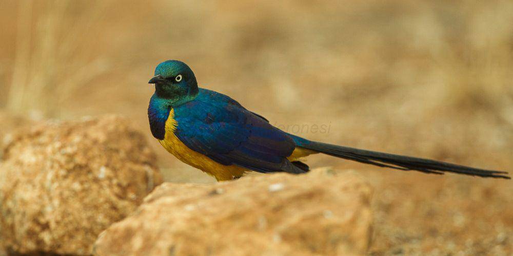 Royal starling (commons.m.wikimedia.org/Francisco Veronesi)