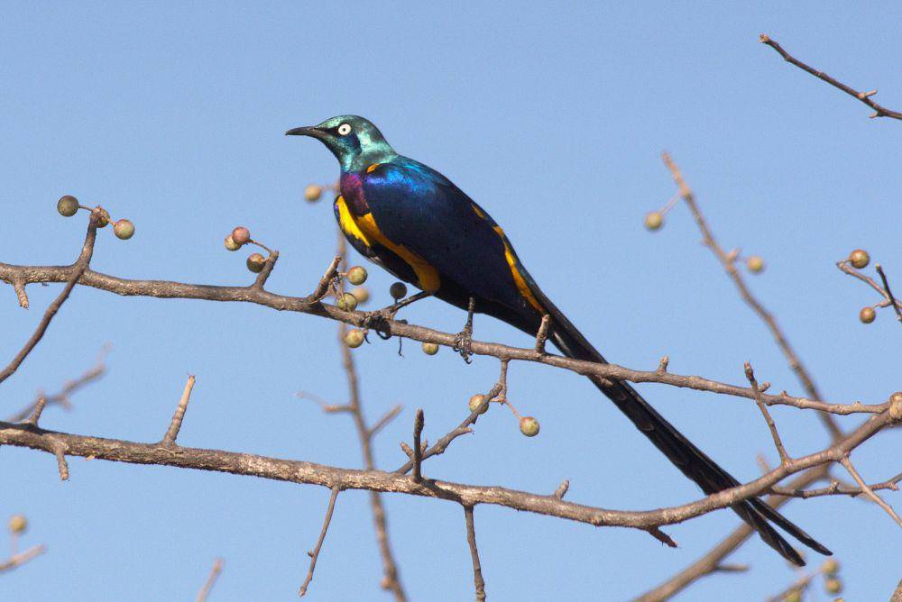 Royal starling (commons.m.wikimedia.org/Peter Wilton)