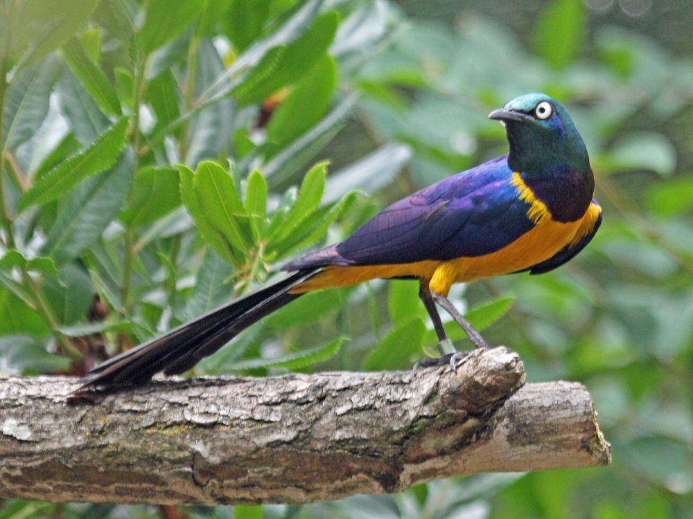 Royal starling (commons.m.wikimedia.org/Dick Daniels)