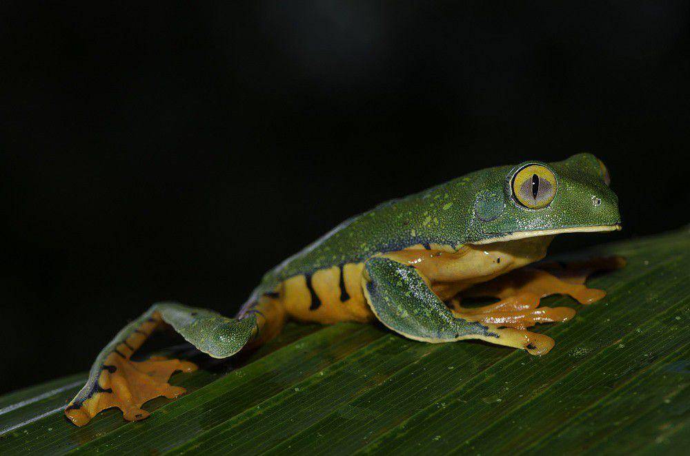 ilustrasi katak pohon splendid (flickr.com/Eugénie Le Dahéron)