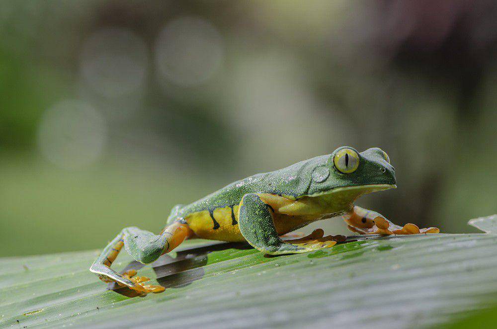 ilustrasi katak pohon splendid (flickr.com/Eugénie Le Dahéron)