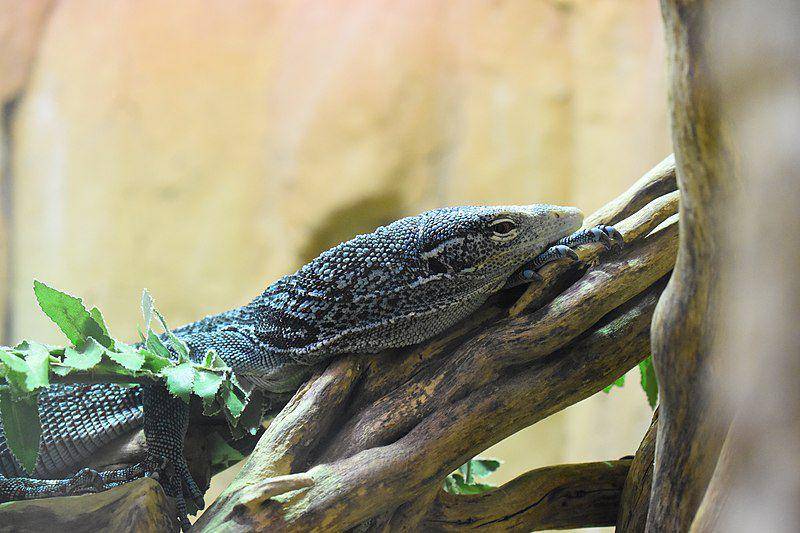biawak pohon tutul biru memanjat ke atas pohon. (commons.wikimedia.org/Tylwyth Eldar)