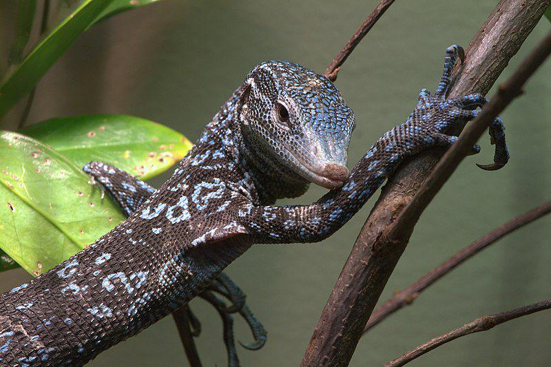 4 Fakta Biawak Pohon Tutul Biru, Hewan Endemik dari Papua