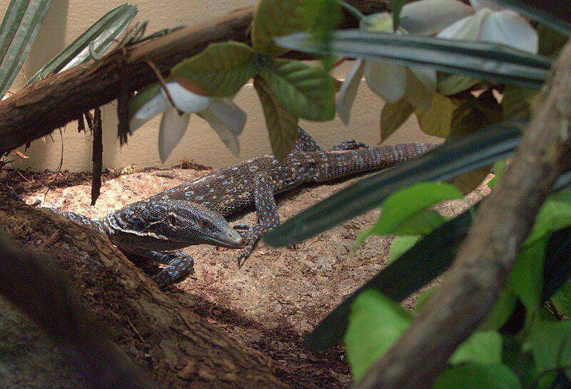 biawak pohon tutul biru. (commons.wikimedia.org/Photo by Greg Hume)