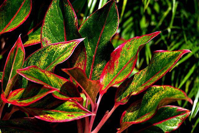 ilustrasi Aglaonema (pixabay.com/ignartonosbg)