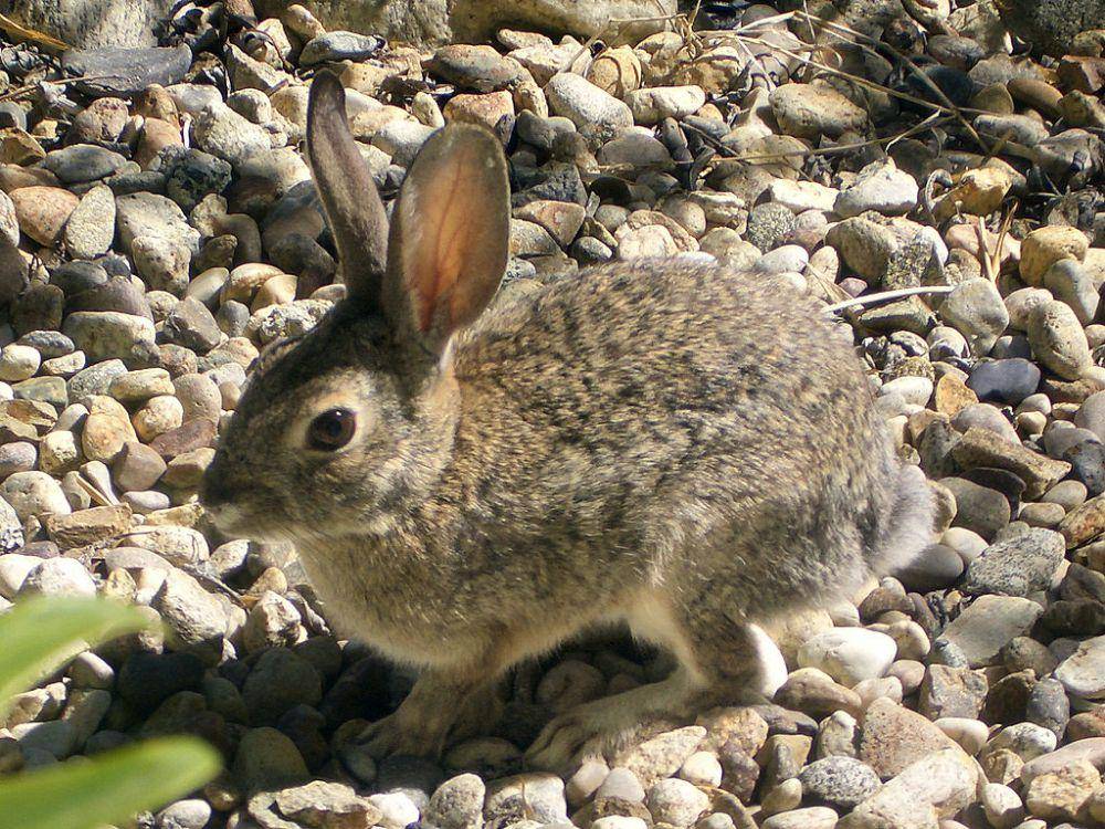 ilustrasi Sylvilagus audubonii (commons.wikimedia.org/Holly Cheng)