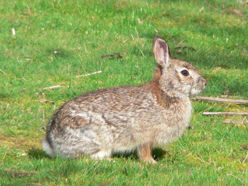 ilustrasi Sylvilagus bachmani (commons.wikimedia.org/Walter Siegmund)
