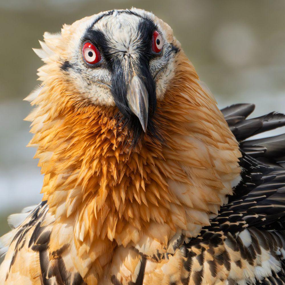 5 Fakta Lammergeier, Burung Pemakan Tulang yang Mengerikan!