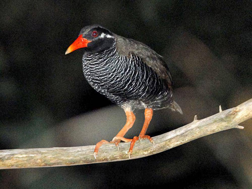 Okinawa rail spesies langka yang dilindungi (alchetron.com)