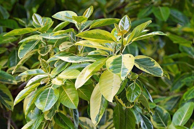 ilustrasi Ficus benjamina (pixabay.com/ignartonosbg)