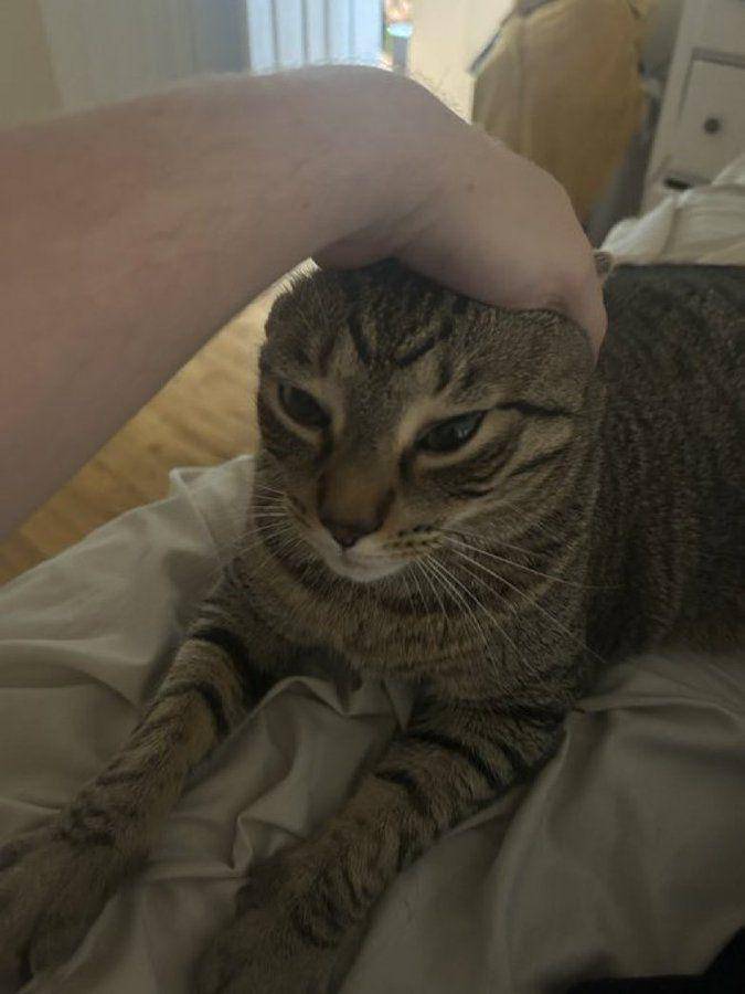 potret lucu hooman ngejampi-jampi kucing mujair (x.com/CatsHeld)