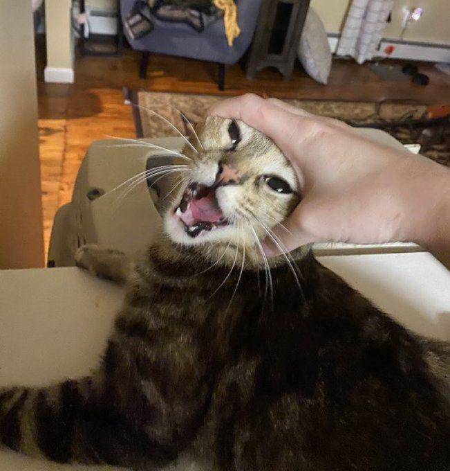 potret lucu hooman ngejampi-jampi kucing mujair (x.com/CatsHeld)