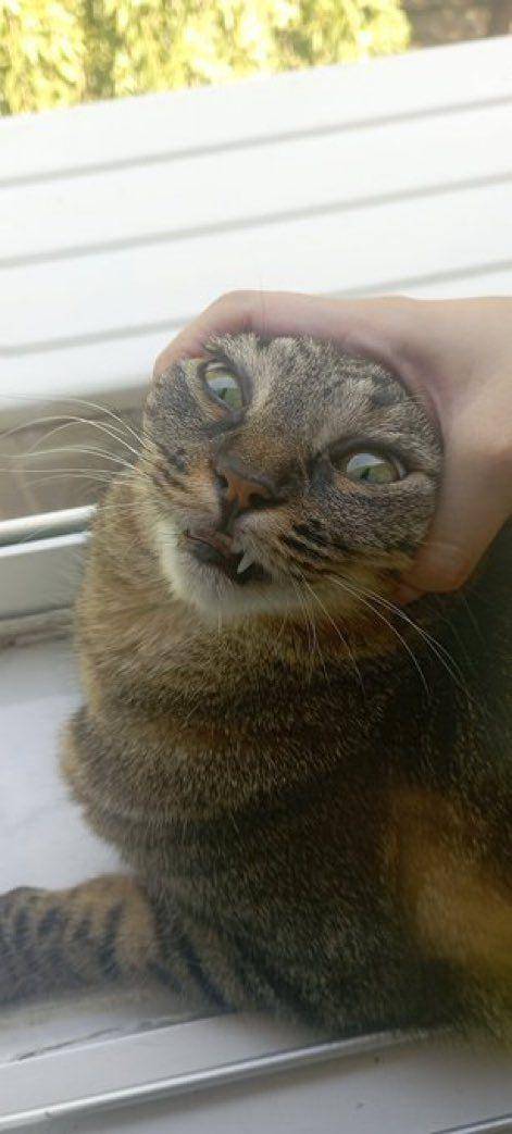 potret lucu hooman ngejampi-jampi kucing mujair (x.com/CatsHeld)