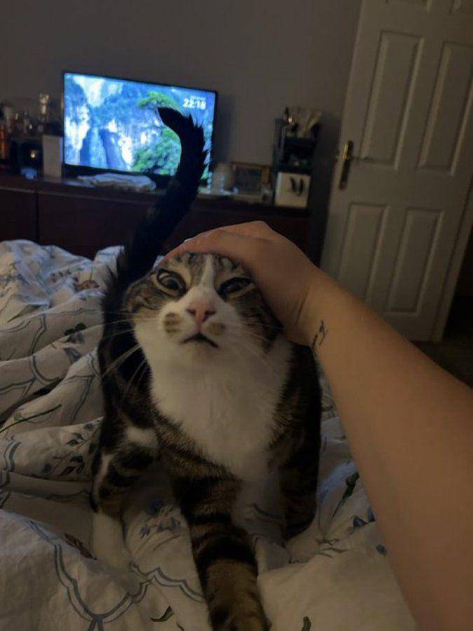 potret lucu hooman ngejampi-jampi kucing mujair (x.com/CatsHeld)